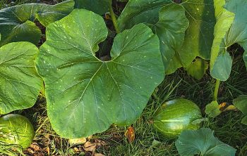 Identifying Squash Plants by Leaves