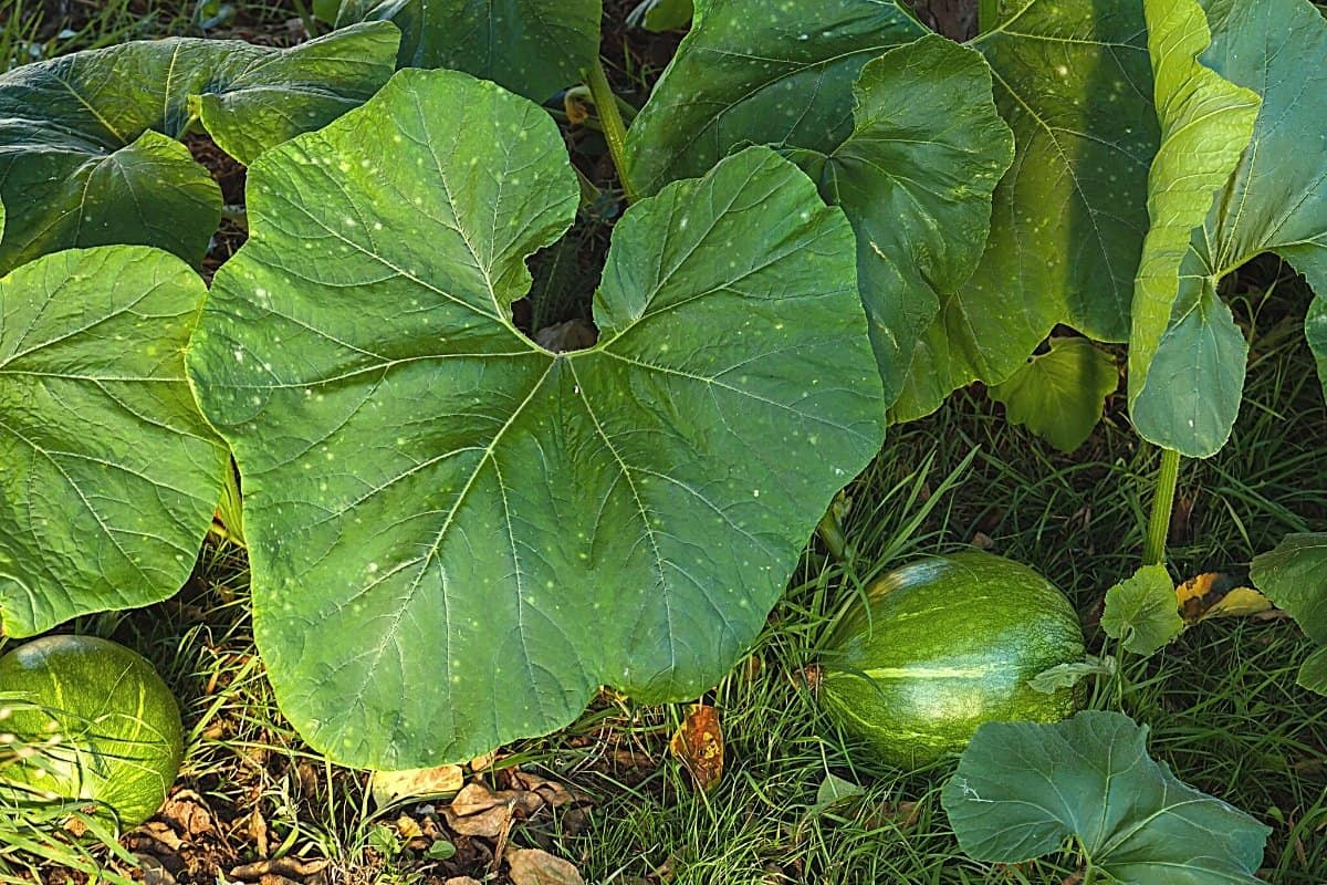 Identifying Squash Plants by Leaves