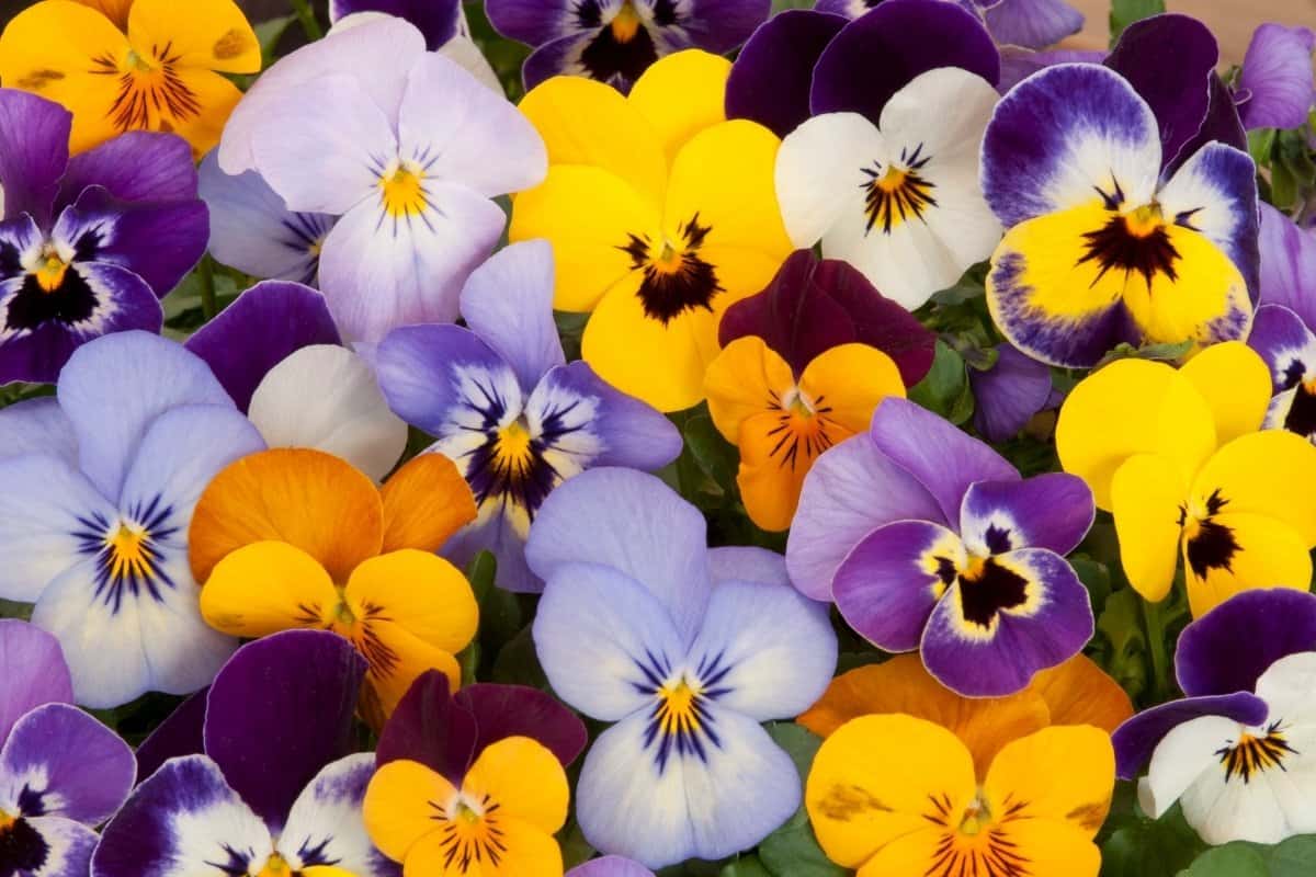 Pansy Sun or Shade - A Quick Guide