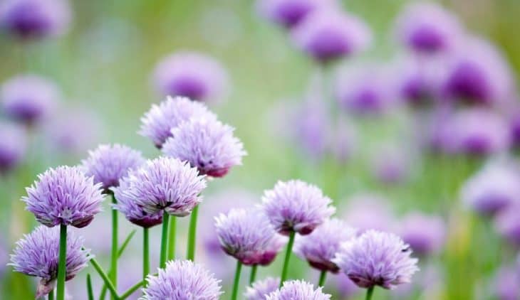 Should I Let Chives Flower - A Full Answer