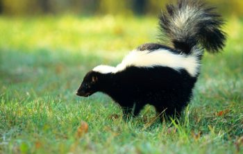 Skunk tearing up lawn - How to Stop it