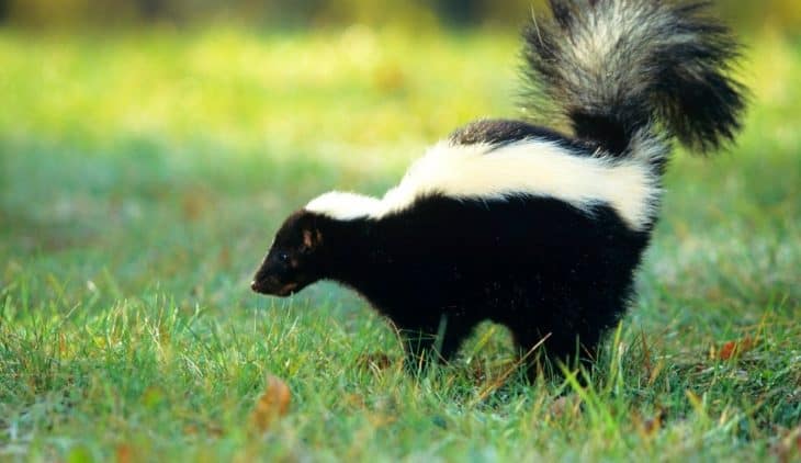 Skunk tearing up lawn - How to Stop it