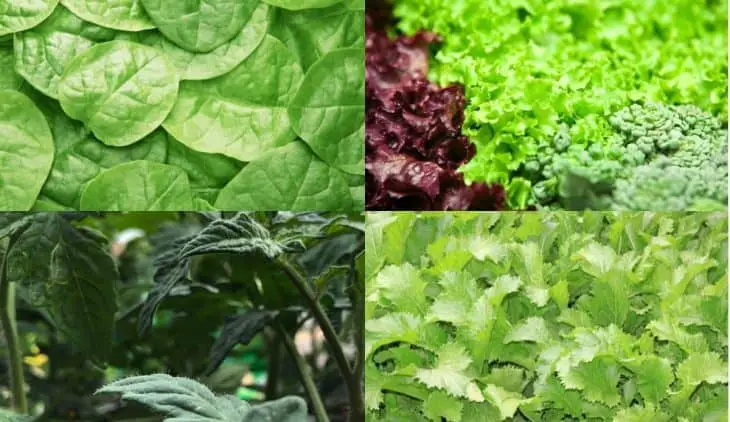 Vegetable Identification by Leaf