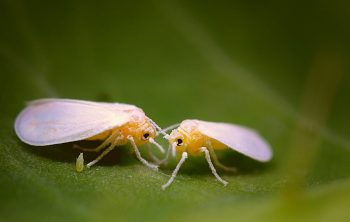 What Do White Flies Look Like - An Overview