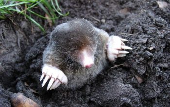 What Does Ground Moles Eat