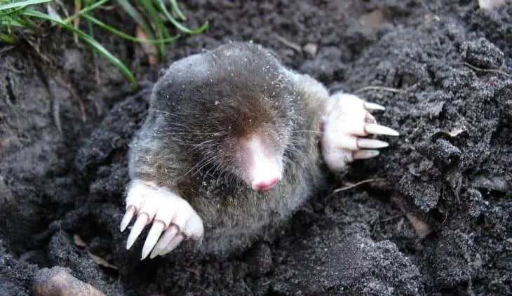 What Does Ground Moles Eat