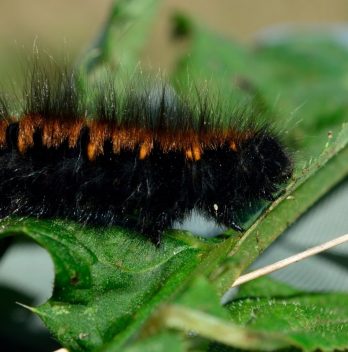 What Does a Black Woolly Worm Mean?