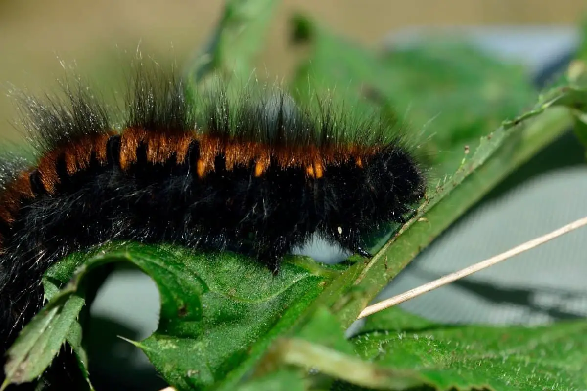 What Does a Black Woolly Worm Mean?