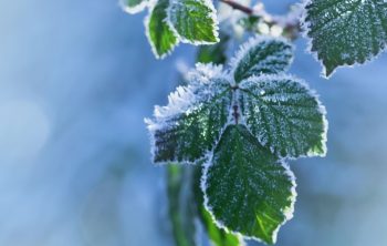 What Temperature is too Cold for Plants