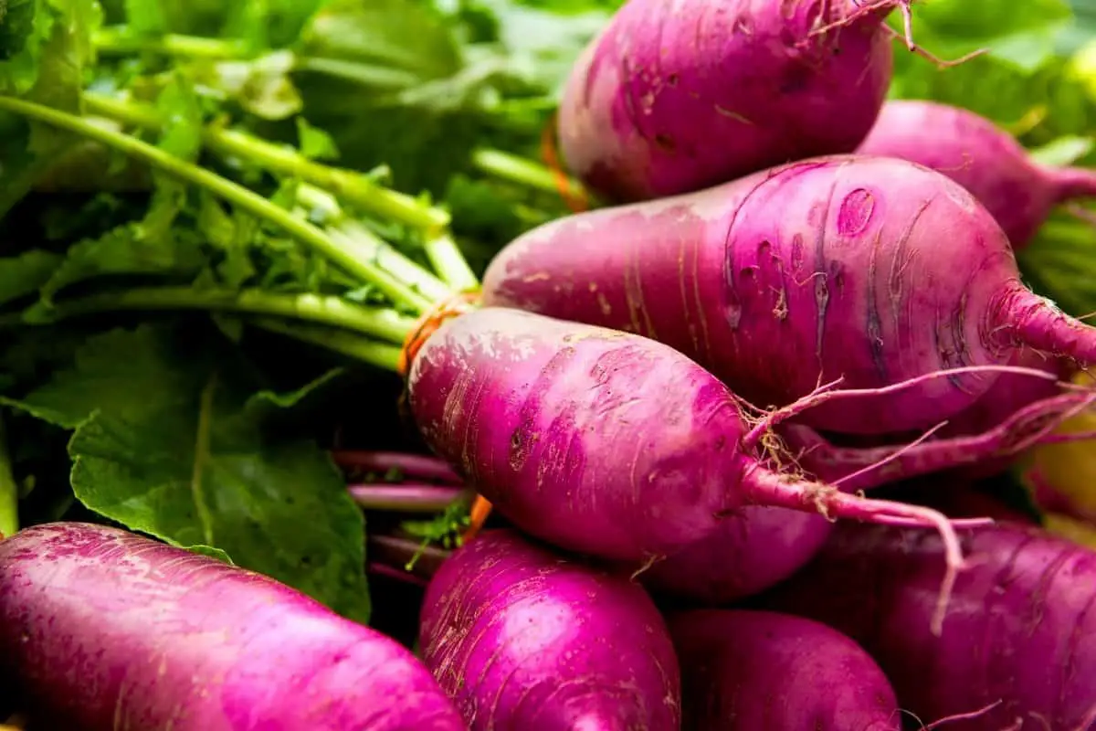 What is the Best Time to Plant Turnips