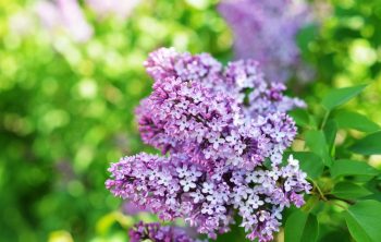 When do Lilac Bushes Bloom