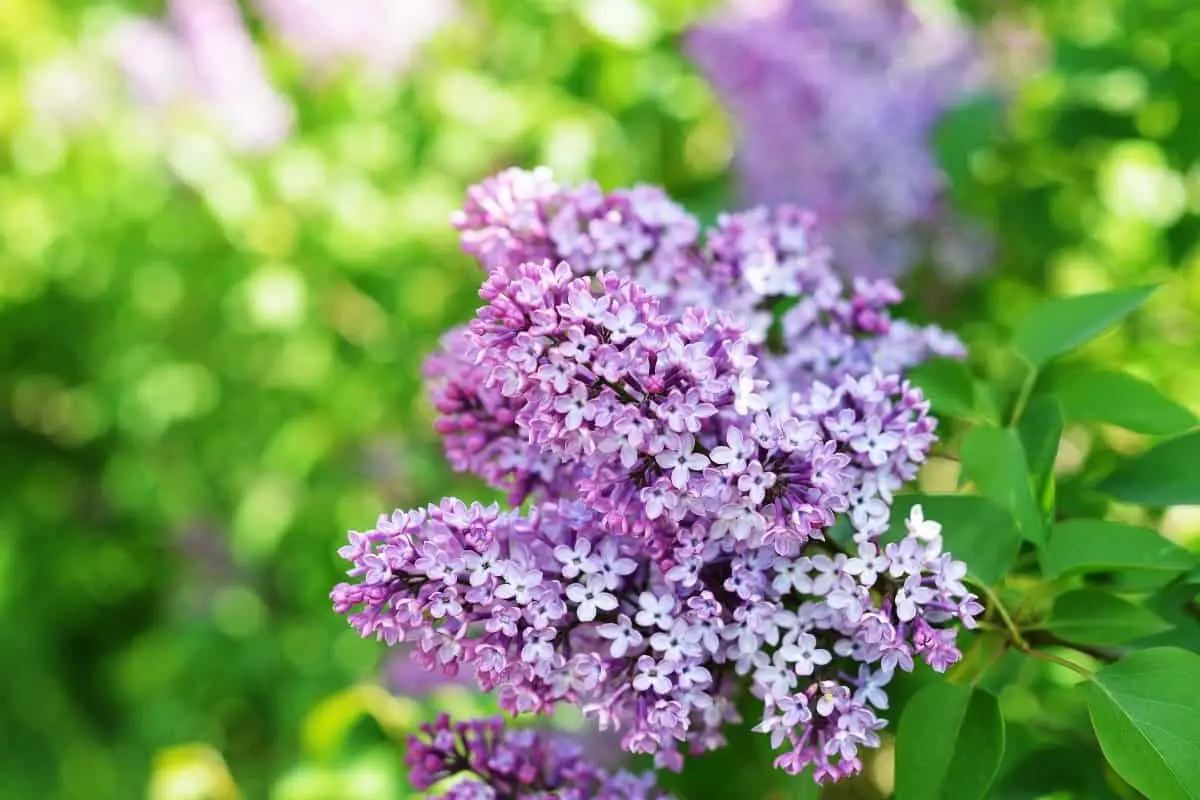 When do Lilac Bushes Bloom