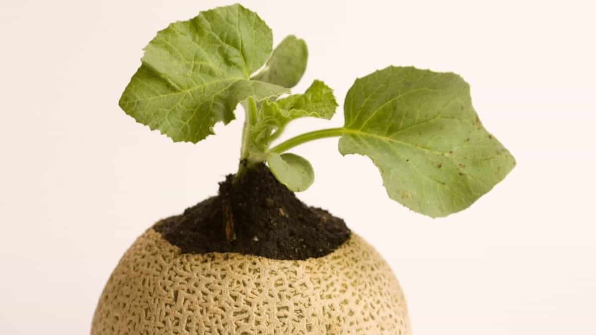 When to Plant Cantaloupe – The Right Time