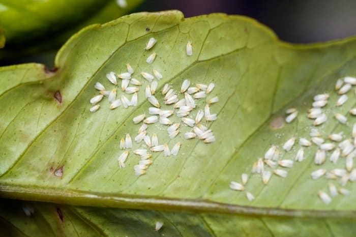 Where Are Whiteflies Found