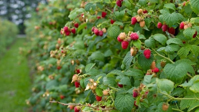 raspberry bush