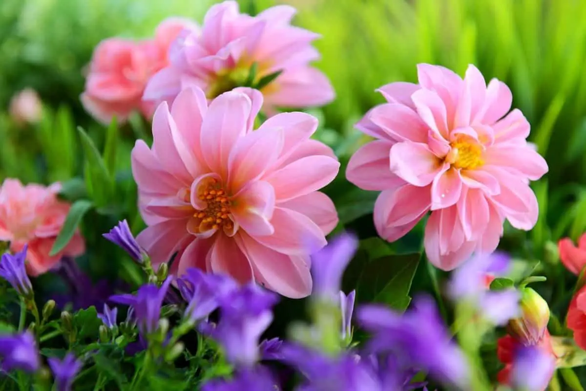 Can You Leave Dahlias In The Ground Over Winter?