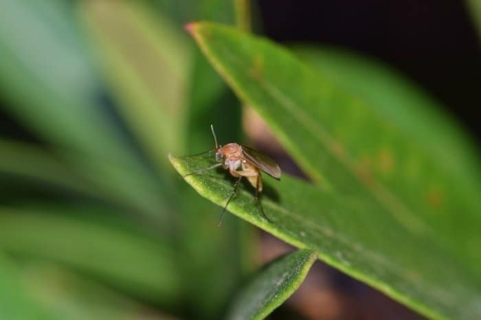 Do Gnats Kill Plants And Soil