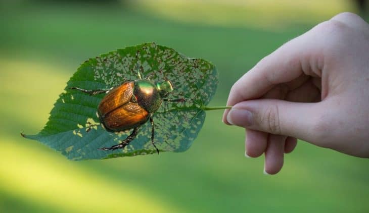 Do Japanese Beetles Bite – An In-depth look