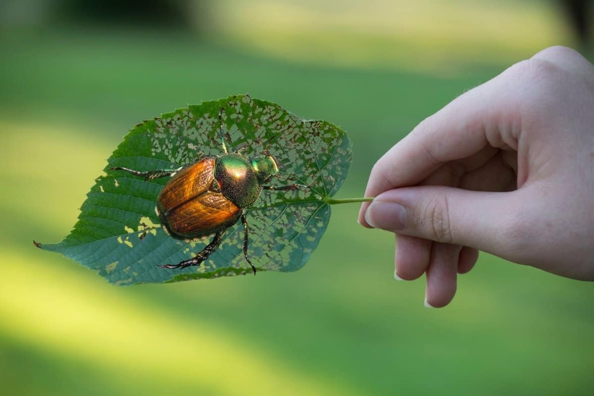Do Japanese Beetles Bite – An In-depth look