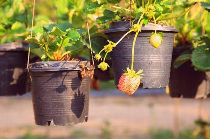 Do Strawberries Plants Like Sun Or Shade