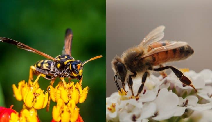 Do Yellow Jackets Kill Honeybees