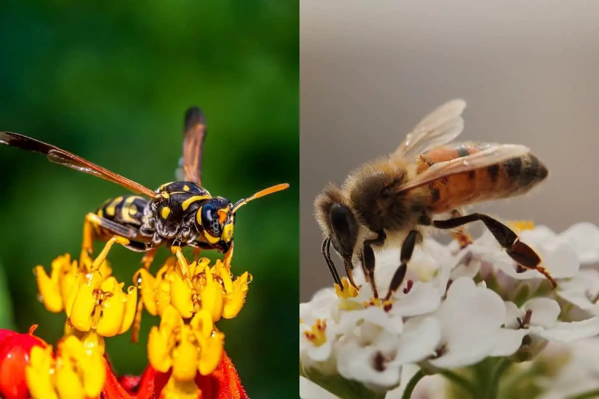 Do Yellow Jackets Kill Honeybees