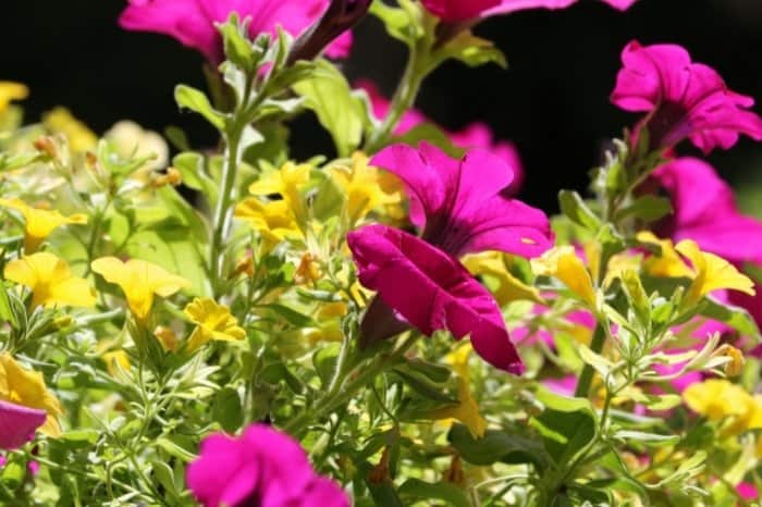Growing Perennials In The Warm Climates