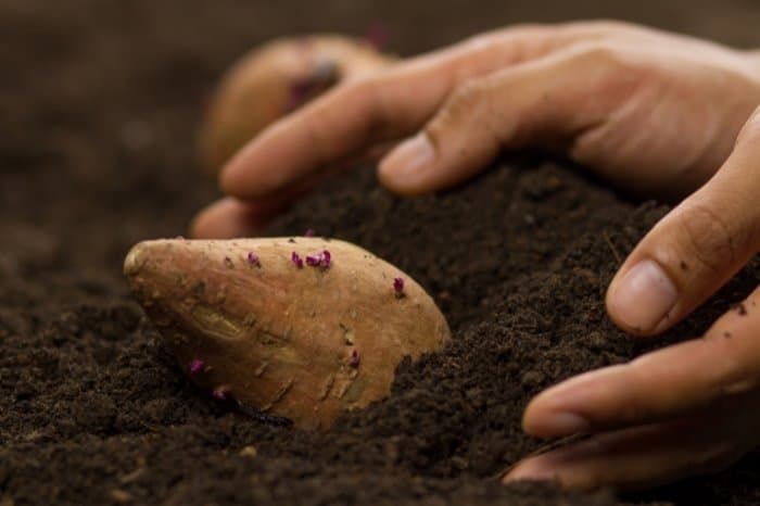 Growing Sweet Potatoes - Soil