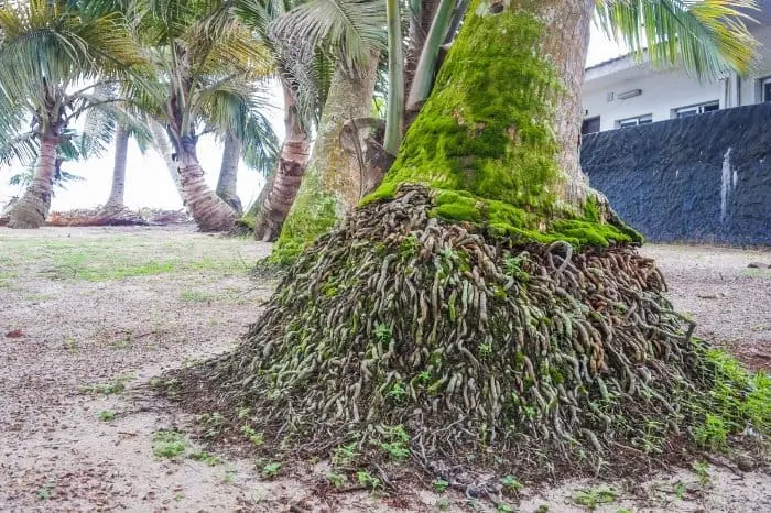 How Deep Are Palm Tree Roots
