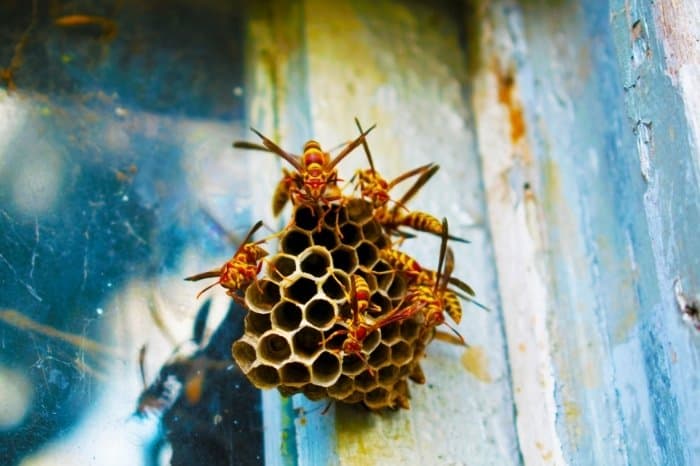 How Do Yellow Jackets Affect Honeybees