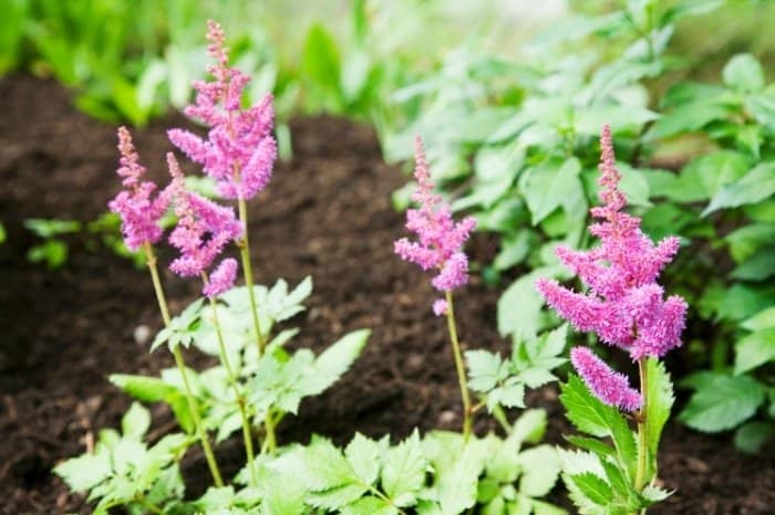 How To Divide Astilbe