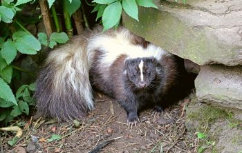 How To Scare Skunks Away Without Getting Sprayed