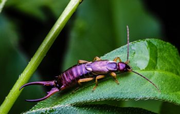 How to Get Rid of Earwig Bugs
