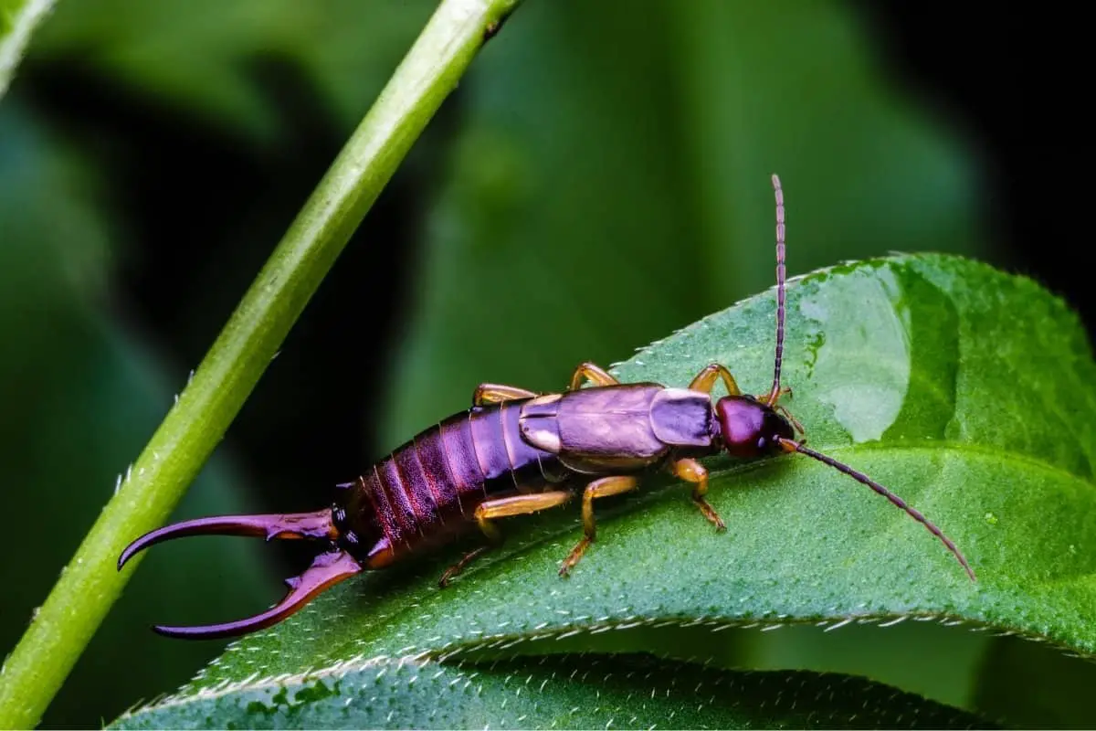 How to Get Rid of Earwig Bugs