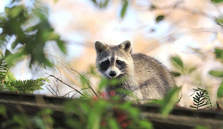 How to Keep Raccoons out of the Garden