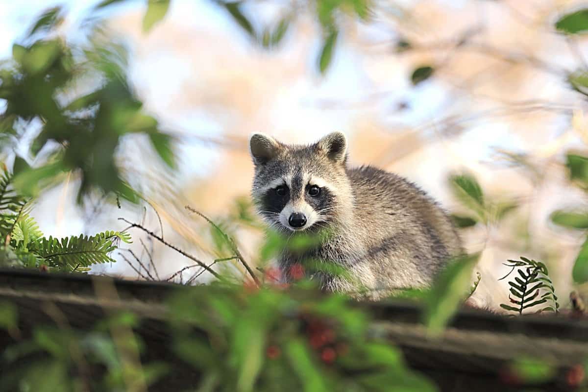 How to Keep Raccoons out of the Garden