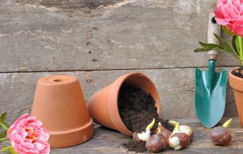 How to Plant Peony Bulbs - An In-depth Look