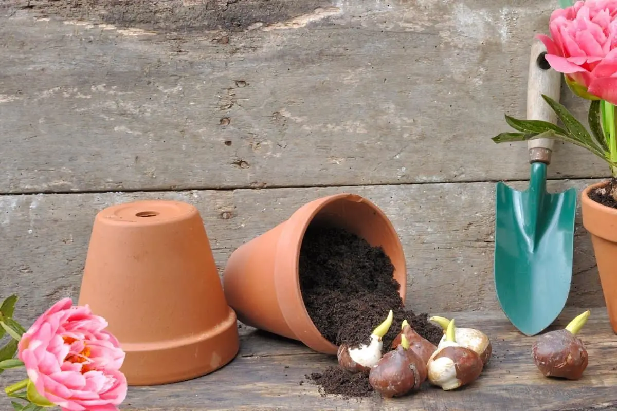How to Plant Peony Bulbs - An In-depth Look