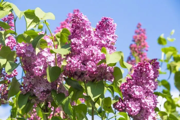 Lilacs For Zone 5 to 7