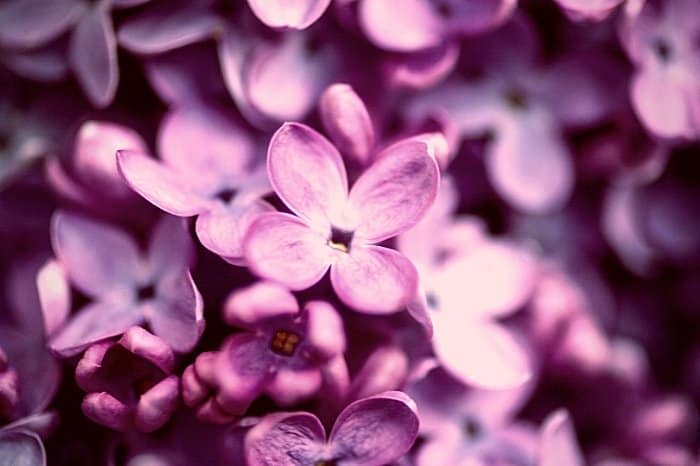 Lilac’s History Comes From The Greek