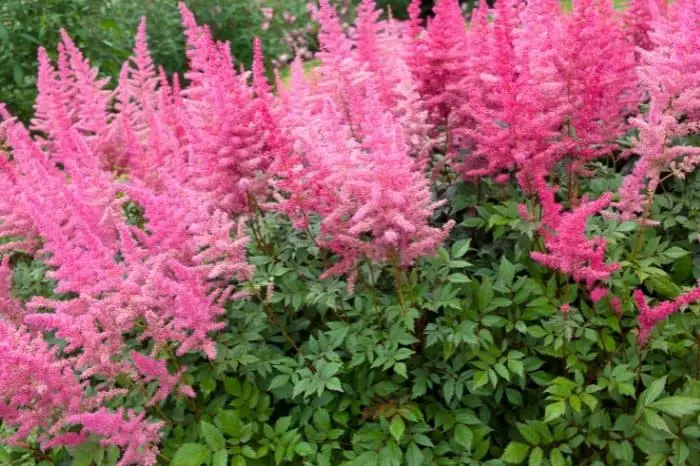 Quick Facts About Astilbe