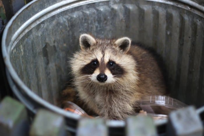 Raccoons - Safeguard Your Trashcans