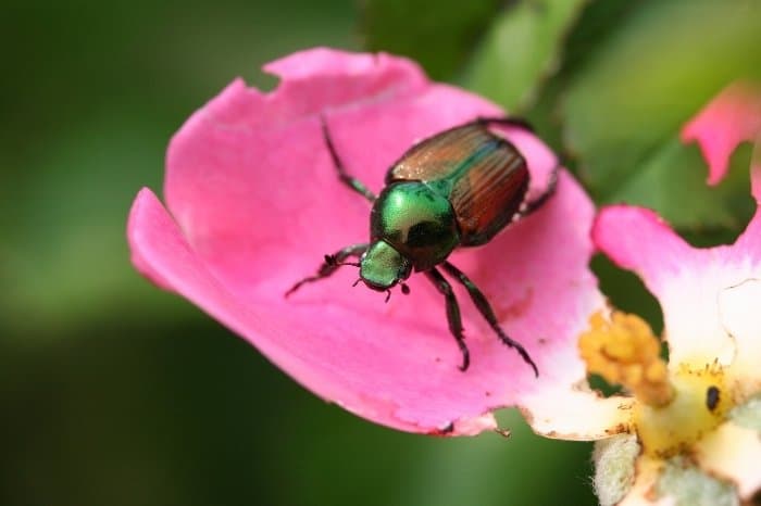 What Do Japanese Beetles Look Like