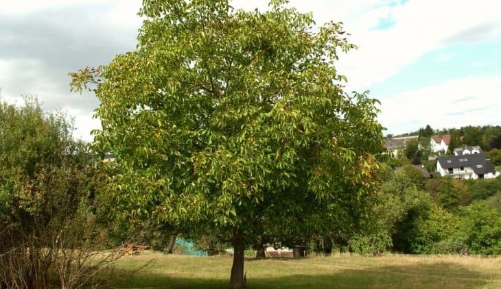 What Does A Black Walnut Tree Look Like