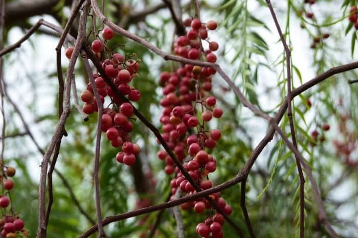What Is A Peppercorn Plant