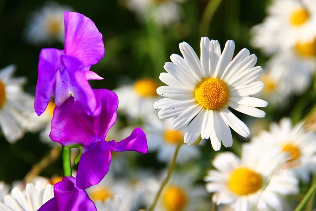 Qué es la flor de nacimiento de abril? – Lo que necesitas saber - Sueño de  jardinería