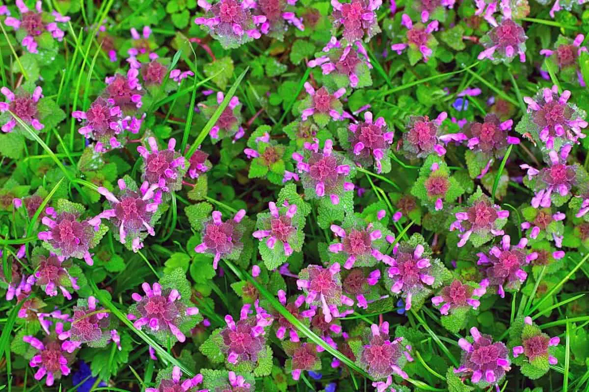 What are the Weeds with Purple Flowers Called