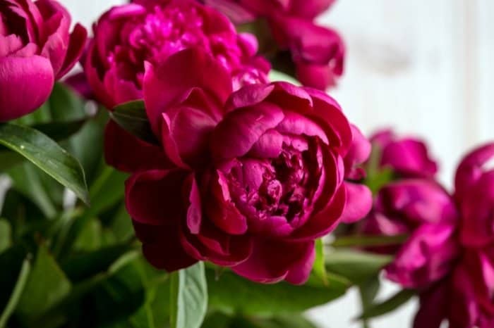 When Are Peonies In Season