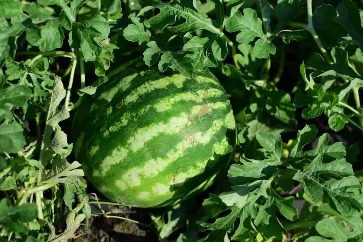 When Do You Plant Watermelon