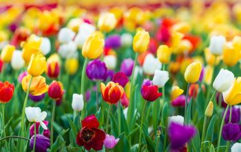 When Should you Plant Tulips